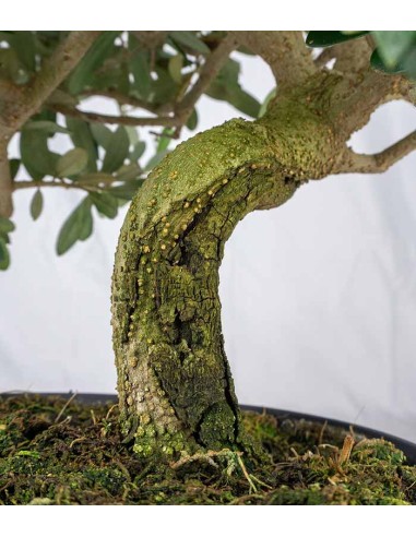 Olivo esemplare 10 anni