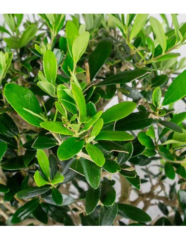 Olivo esemplare 10 anni