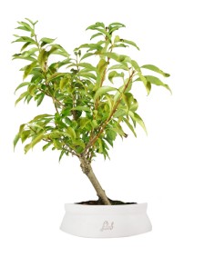 Bonsai di Forsizia...