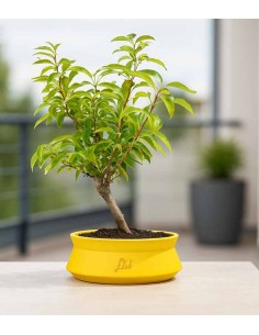 Bonsai di Forsizia... 2
