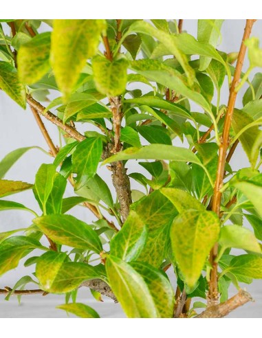 Bonsai di Forsizia Intermedia H45 cm Bonsai di Forsizia Intermedia H45 cm