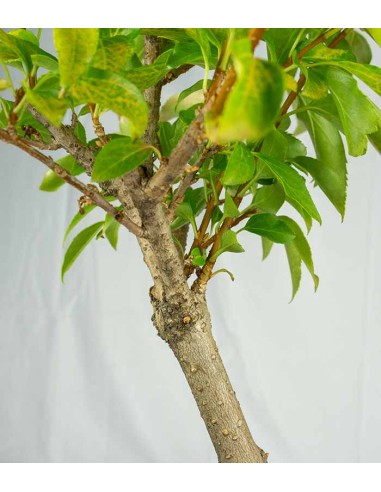 Bonsai di Forsizia Intermedia H45 cm Bonsai di Forsizia Intermedia H45 cm