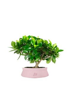 Bonsai di Gardenia H25 cm