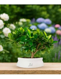 Bonsai di Gardenia H25 cm  2