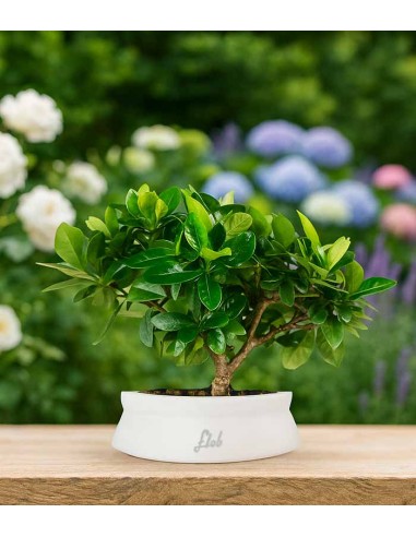 Bonsai di Gardenia H25 cm  Bonsai di Gardenia H25 cm
