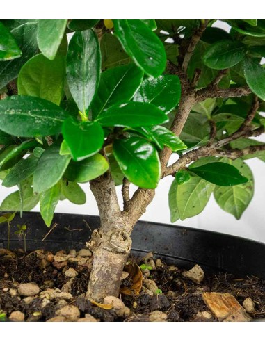 Bonsai di Gardenia H25 cm  Bonsai di Gardenia H25 cm