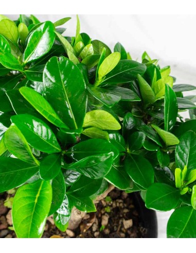 Bonsai di Gardenia H25 cm  Bonsai di Gardenia H25 cm