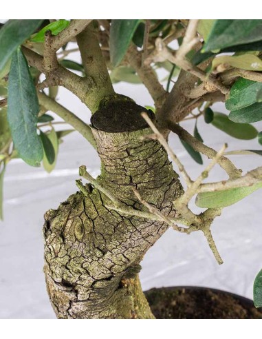 Olivo Esemplare 2. 12 anni