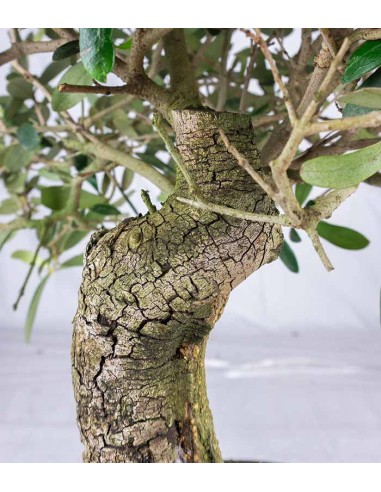 Olivo Esemplare 2. 12 anni