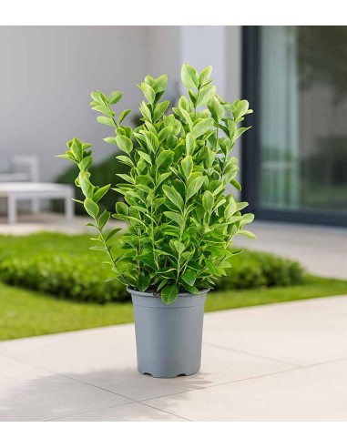 Evonimo giapponese H60 cm in vaso Ø18...