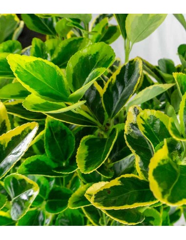 Evonimo giapponese H60 cm in vaso Ø18...