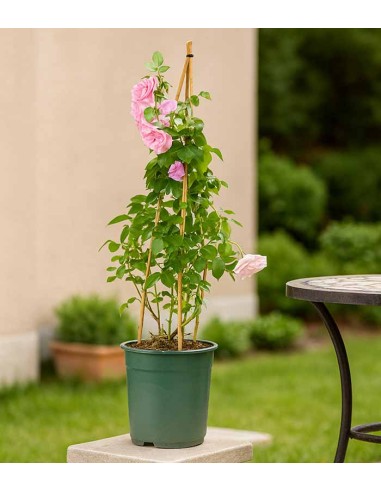 Rosa Rampicante Rosa H80 cm in vaso