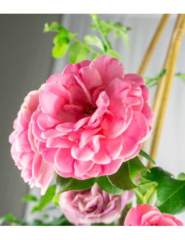 Rosa Rampicante Rosa H80 cm in vaso