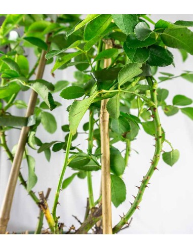 Rosa Rampicante Rosa H80 cm in vaso