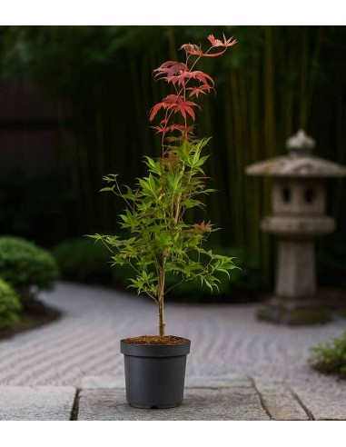 Acero Palmato Bloodgood H100 cm in...