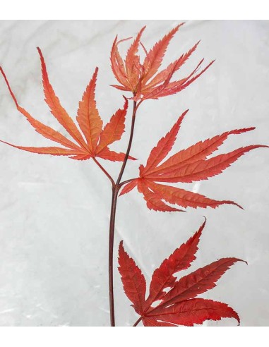 Acero Palmato Bloodgood H100 cm in...