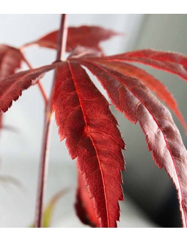 Acero Palmato Bloodgood H100 cm in...