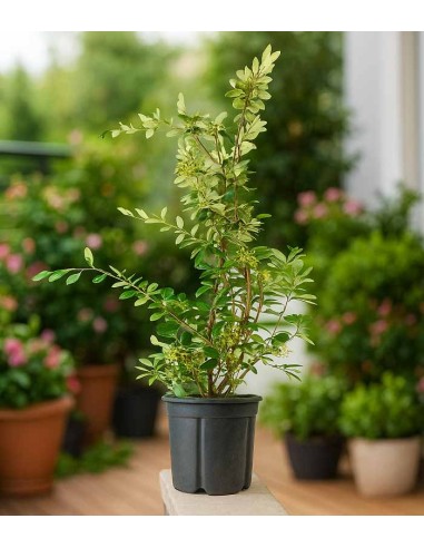Cotoneaster lacteus H110 cm in vaso...
