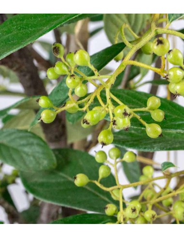 Cotoneaster lacteus H110 cm in vaso...