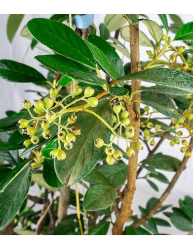 Cotoneaster lacteus H110 cm in vaso...