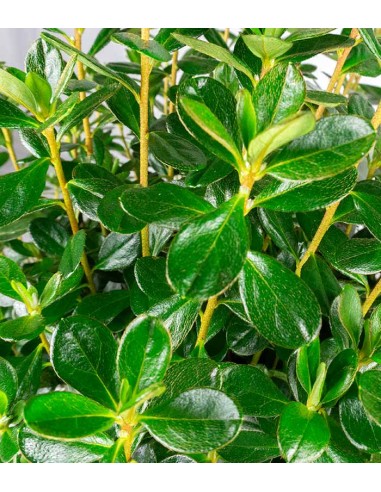 Azalea Japonica Conny Rosa H60 cm in...