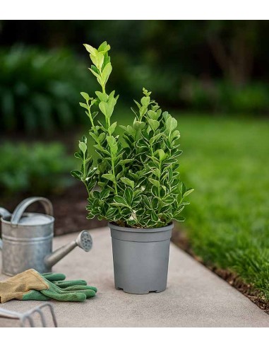 Evonimo giapponese Kathy H60 cm –...