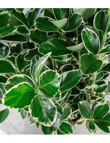 Evonimo giapponese Kathy H60 cm –...