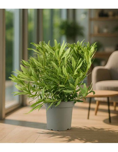 Rododendro Rosa Variegato H55 cm in...