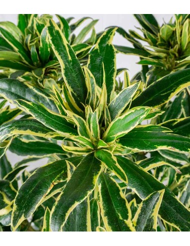 Rododendro Rosa Variegato H55 cm in...