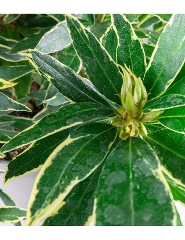 Rododendro Rosa Variegato H55 cm in...