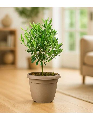 Pianta di Ulivo H50 cm in vaso Ø20 –...