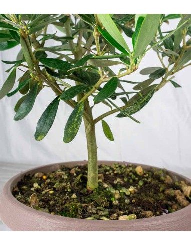 Pianta di Ulivo H50 cm in vaso Ø20 –...