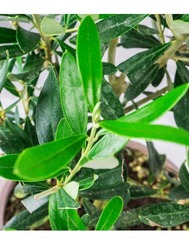 Pianta di Ulivo H50 cm in vaso Ø20 –...