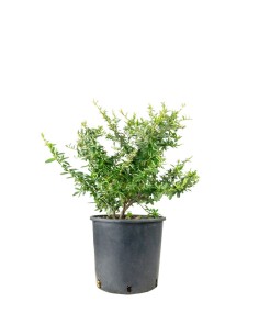 Pyracantha Navaho H55 cm in...