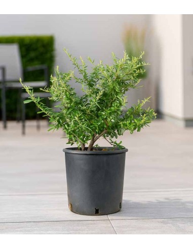 Pyracantha Navaho H55 cm in vaso Ø22...