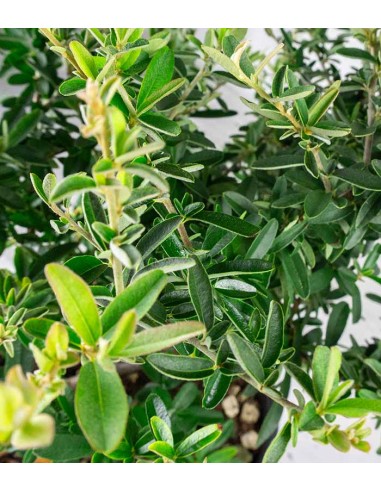 Pyracantha Navaho H55 cm in vaso Ø22...