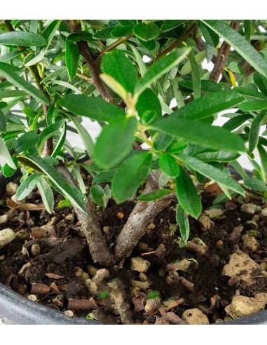 Pyracantha Navaho H55 cm in vaso Ø22...