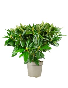 Rododendro H55 cm in vaso...