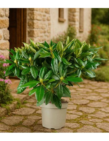 Rododendro H55 cm in vaso Ø22 –...