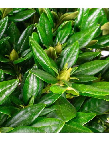 Rododendro H55 cm in vaso Ø22 –...