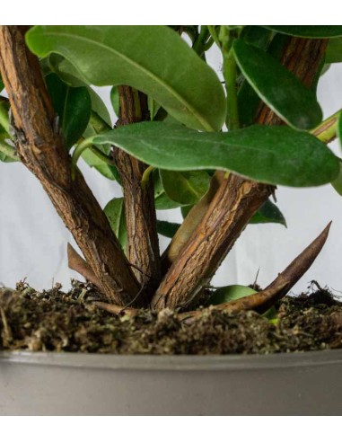 Rododendro H55 cm in vaso Ø22 –...