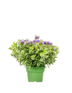 Veronica variegata H40 cm...