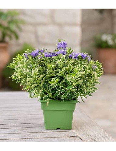 Veronica variegata H40 cm in vaso Ø17... Veronica variegata H40 cm in vaso Ø17...