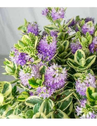 Veronica variegata H40 cm in vaso Ø17... Veronica variegata H40 cm in vaso Ø17...