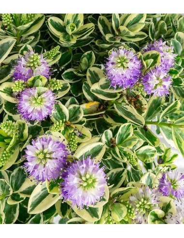 Veronica variegata H40 cm in vaso Ø17... Veronica variegata H40 cm in vaso Ø17...