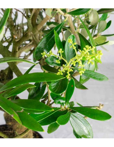 Olivo Esemplare 3. 12 anni