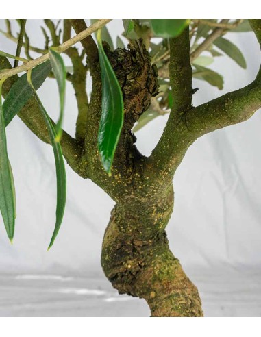 Olivo Esemplare 3. 12 anni