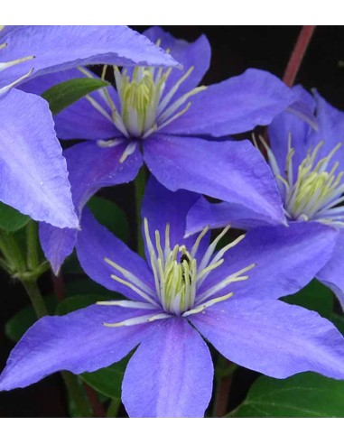 Clematis (Clematide) – Rampicante con...