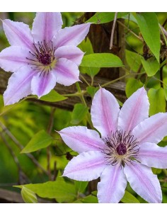 Clematis (Clematide) –... 2