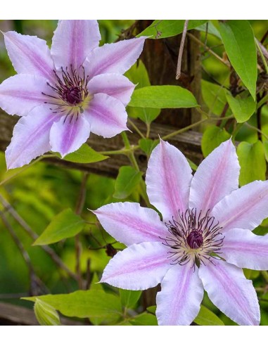 Clematis (Clematide) – Rampicante con...